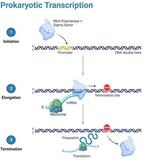 CBSE Class 12 Biology Molecular Basis of Inheritance Revision Notes for ...