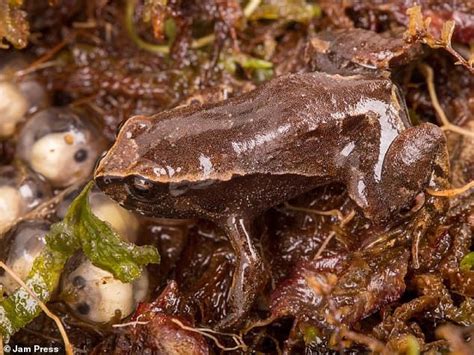 Leonardo DiCaprio has a frog named after him