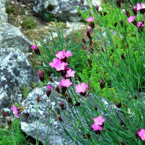 Carthusian Pink/ German Pink (Dianthus carthusianorum) seeds