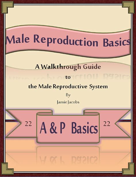 Image result for Male Reproduction System Textbook