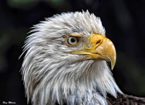 6th Annual ? Gathering of the Eagles ? May 16-22, 2026, San Juan ...