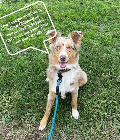Dog Days of Summer - Vaccinations, Micro-Chipping & Pet Adoptions, 410 ...