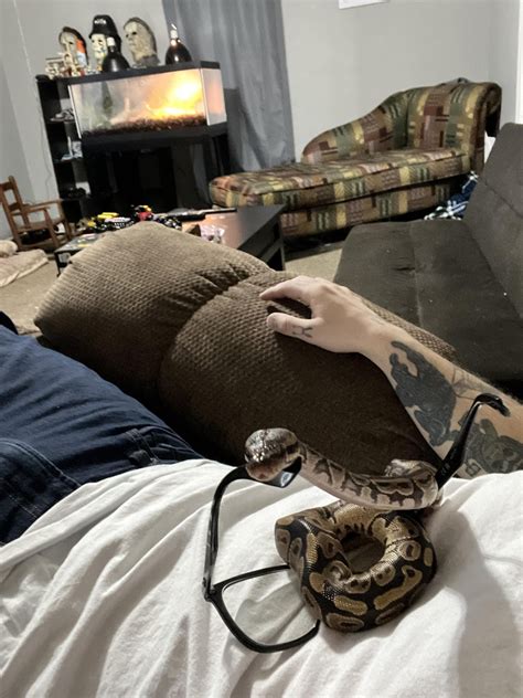 Image result for Normal Ball Python Star Gazing