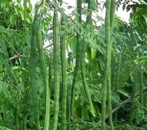 Moringa Drum Stick Manufacturer, Supplier from Navi Mumbai