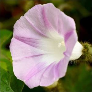CYBEXIS Morning Glory Tall Blend Climber Seeds (Ipomoea purpurea) Seed ...
