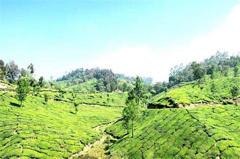 Best Things To Do On A 3 Day Honeymoon Trip To Munnar