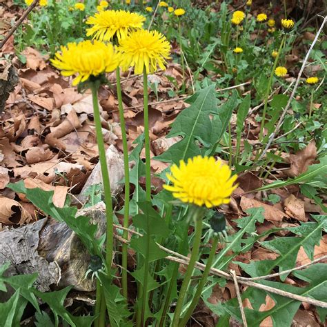 Dandelions Piano Tutorial 的图像结果