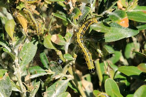 Image result for Box Tree Moth Control