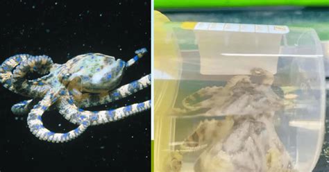 Image result for Blue-Ringed Octopus Attack