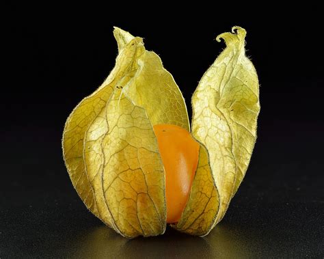 How To Grow Ground Cherries/ Cape Gooseberries In The Desert ...