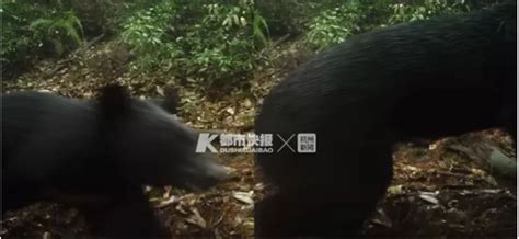 浙江江山首次发现黑熊出没 拍到的照片比较模糊_新浪浙江_新浪网