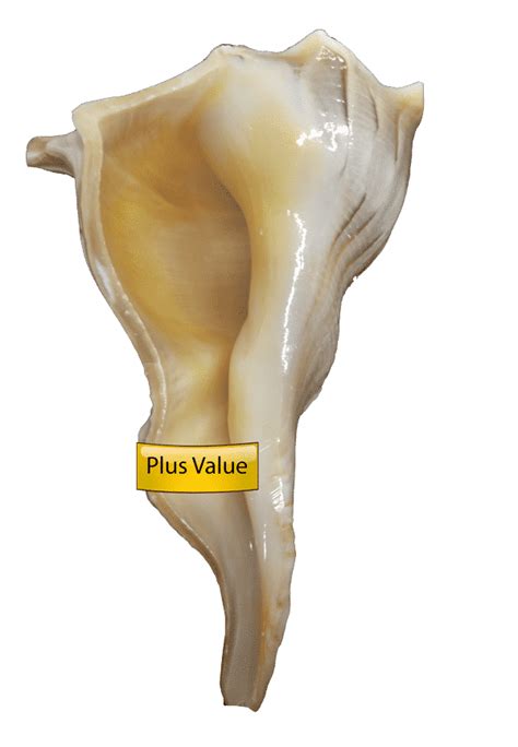 Valampuri Conch: Divine Luck & Wealth! – plusvalueindia