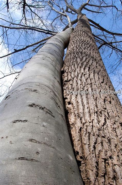 Image result for Two Crossed Trees