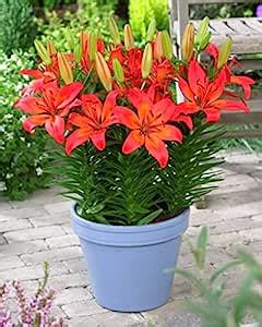 Asiatic lily Flower Bulbs Red (1 Bulbs) By Zabbus : Amazon.in: Garden ...