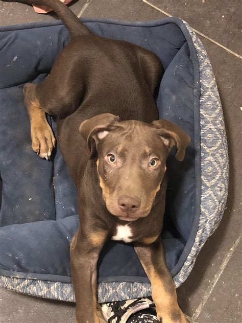 Pitbull Mix With Doberman My Doberman/Pitbull Mix : R/DobermanPinscher