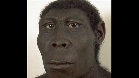 Oldest Homo Erectus Fossil _ Human Evolution Fossils – BTMPSP