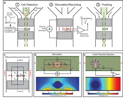 Image result for Microfluidic Cell Sorting