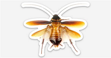 FlyingRoach by American_Cockroach | Die cut labels | Sticker Mule India