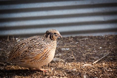Buy Live Quail For Sale In Kansas | Kansas Game Birds