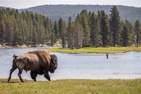 8 Rivers in Wyoming - A-Z Animals