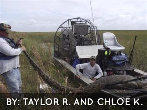 Image result for Burmese Python Eat Chicken