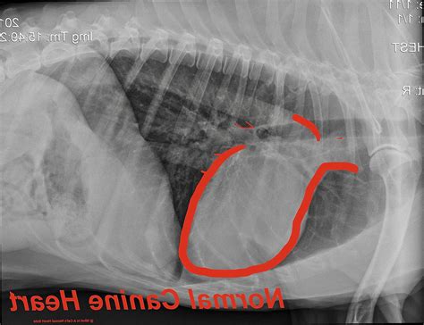 What Is A Cat's Normal Heart Rate? - 21Cats.org