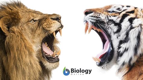 Competition Animals Examples at James Jain blog