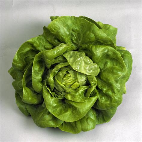 Go Green Lettuce Butterhead Plant (Green, Pack of 50) : Amazon.in ...