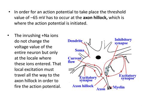 What neurons do, action potential | PPTX