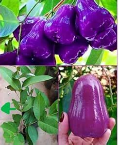 Gislenus - Hybrid Purple Water Apple LIve Fruit Plant Pack Of - 1 ...