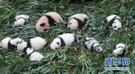 中国大熊猫保护研究中心今年已繁育幼仔42只创新高_央广网