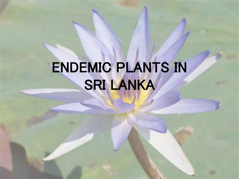 Endemic Plants To Sri Lanka