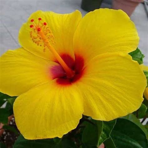 Greentower Pure Yellow And Pink In Middle Plant Colour Hibiscus Live ...