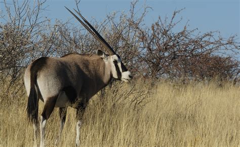 East Africa: Oryx, a Gorgeous Antelope Who Conquers the Arid Savannah ...