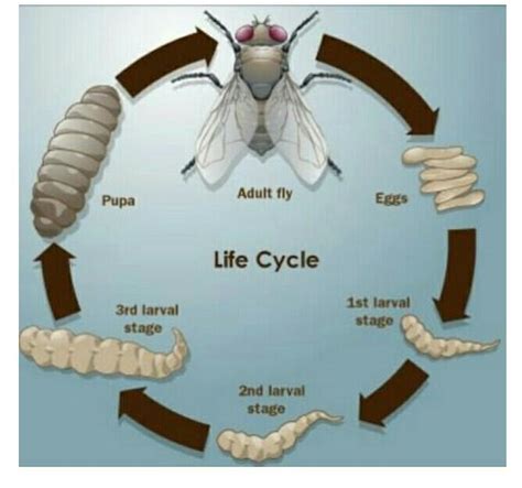 Life Cycle of Housefly ?? - Brainly.in