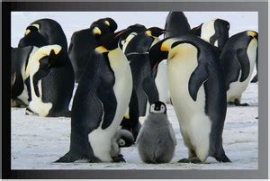 Animals Nature Poster with Frame Gloss Lamination M67 Paper Print ...
