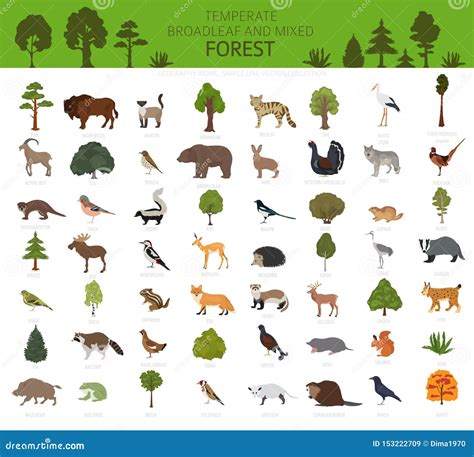 Temperate Deciduous Forest Animals Temperate Deciduous Forests