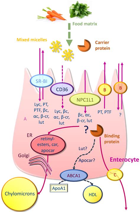 Mechanisms of Carotenoid Intestinal Absorption: Where Do We Stand?