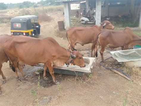 Maitri Farm | Free Home delivery of Pure Gir cow milk | Fresh A2 Milk