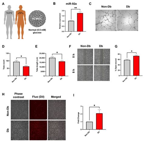 Micro-RNA 92a as a Therapeutic Target for Cardiac Microvascular ...
