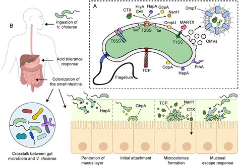 Vibrio Cholerae Cell Structure Vibrio Cholerae Genome Databases