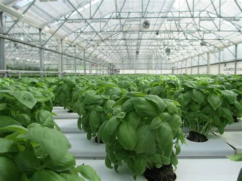 Greenhouse & Polyhouse: A Comprehensive Comparison Guide | Agriplast