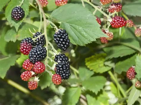 Water-loving plants - Discover plants that attract snakes to your ...