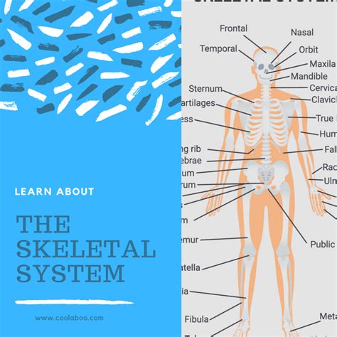 Skeletal System Facts | Top 25 Skeletal System Fun Facts (Updated 2023) – KSUKCR