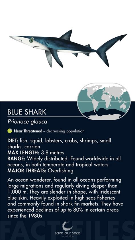 Blue shark - Save Our Seas Foundation