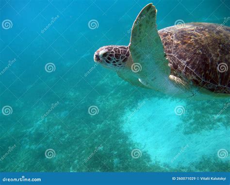 Great Reef Turtle . Big Green Turtle . Stock Image - Image of reef ...