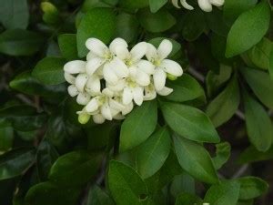 Corofitam Murraya Paniculata Plant Price in India - Buy Corofitam ...