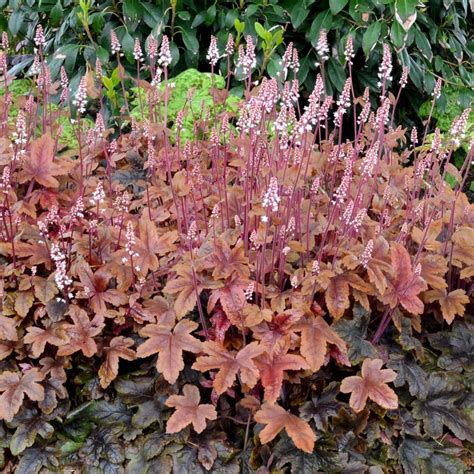 Heucherella 'Brass Lantern' | TERRA NOVA® Nurseries, Inc.