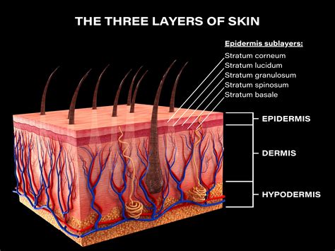 Skin Layers Stratum