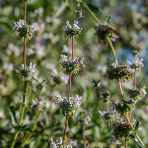 Black Sage Seeds - The Plant Good Seed Company